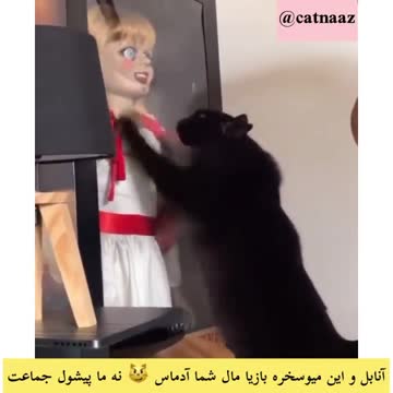 Brave cat attacks Annabelle