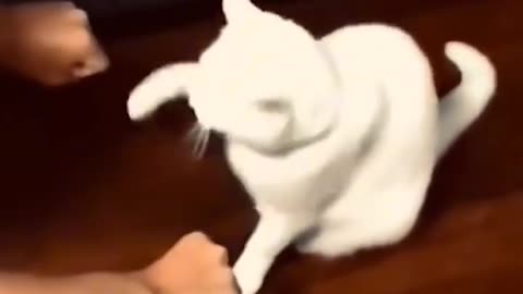 Cute 🥺🥰 cat