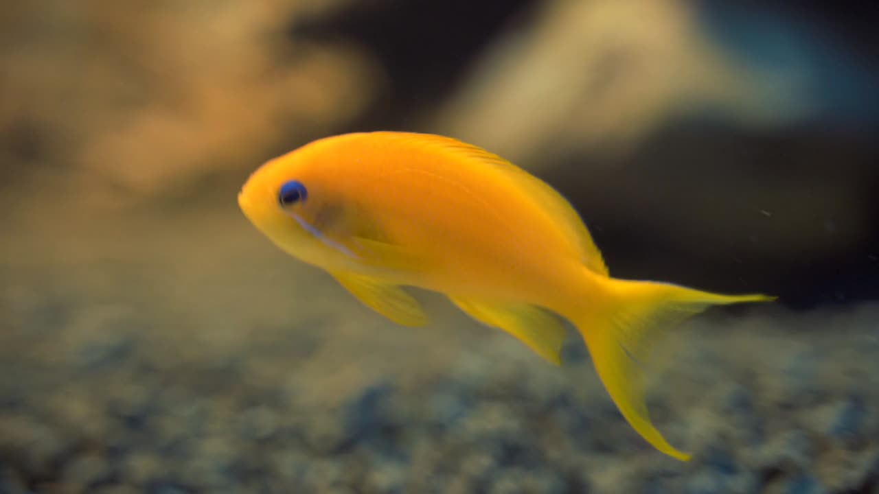 this is nice fish video