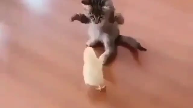 Kitten fighting with little chick👊