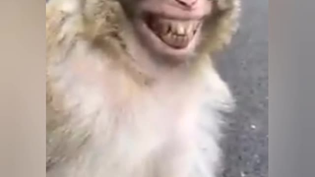 #best funny videos