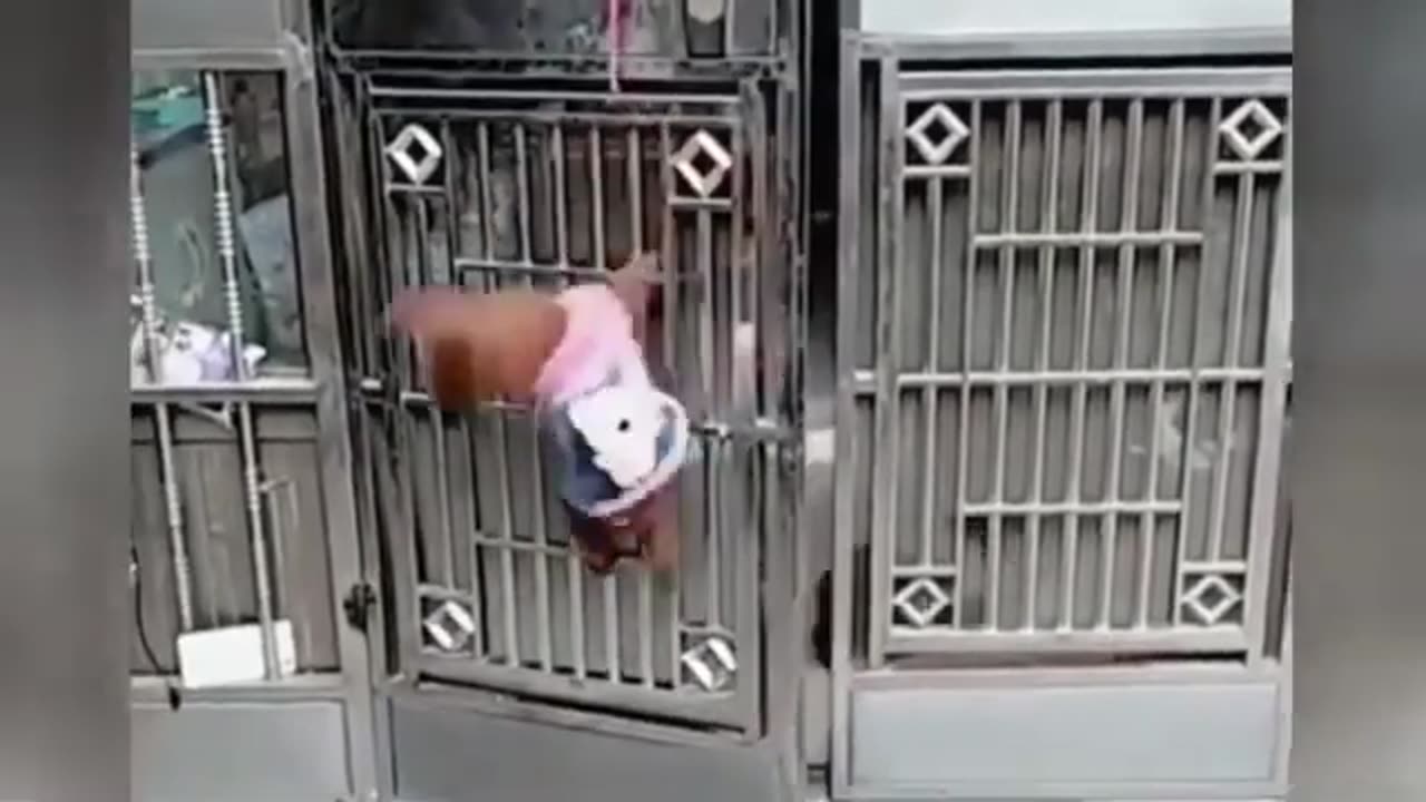 Funny Animal Video