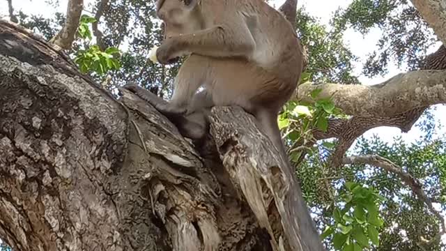 Monkey eating cooked. Cassova on a tree in sri lanka