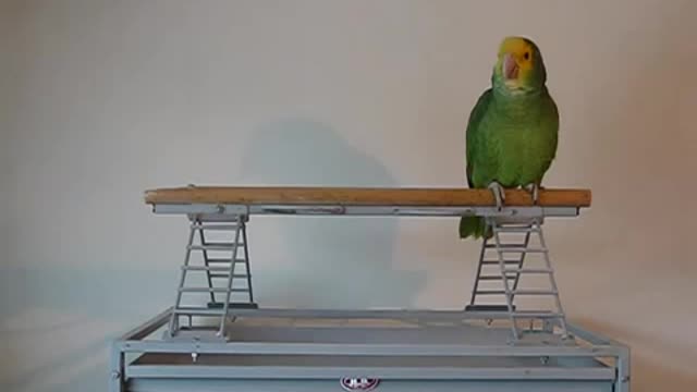 Amazon Parrot humorously sings 'Yo Ho (A Pirate's Life for Me)'