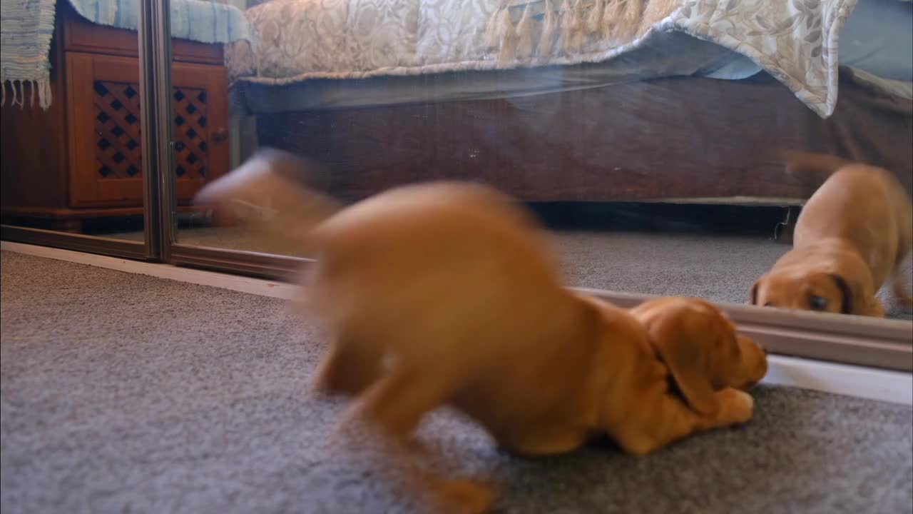 A Dog Fights With His Reflection In The Mirror