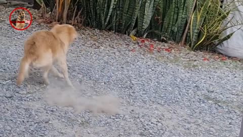 Troll prank dog & fake lion