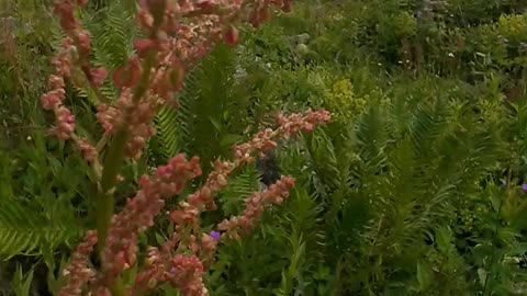 Another species of plateau flowers.