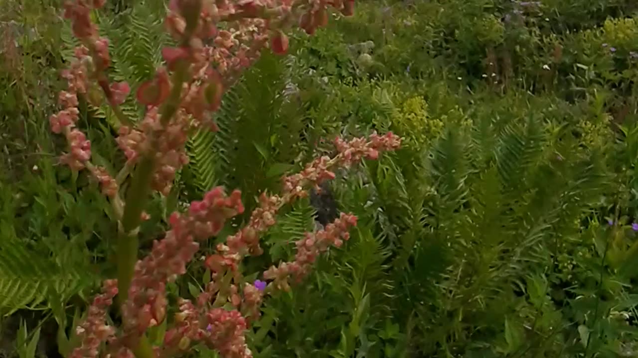 Another species of plateau flowers.