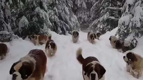 Dogs are not afraid of snow and play in the snow