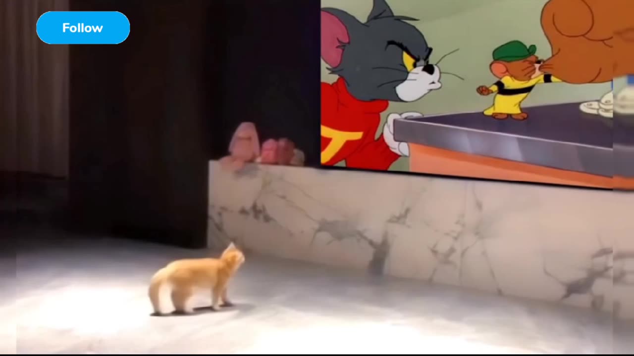 Fanny Cat Video And Cute Cat Video