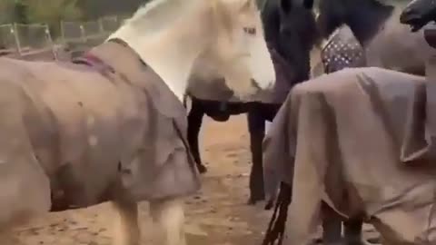 Look Horse sexy time 😱