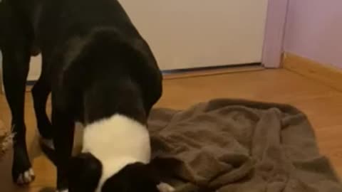 Zeke the Boston terrier eating ice