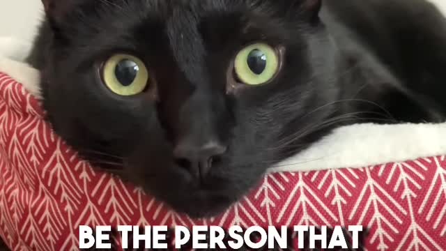 Send this to someone🖤 #cat #blackcat #leonthecatdad #relateable #kitten #relationship