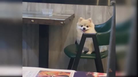 Cute and funny babydogs