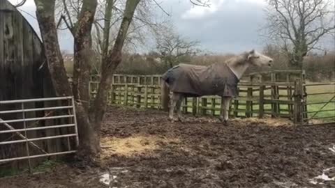 Horse Won't Be Held in by Fences