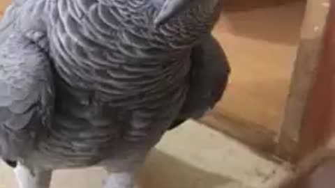 A Parrot reciting the Holy Quran...Masha Allah