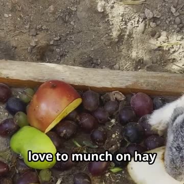 Rabbits’ Teeth Never Stop Growing! | Amazing Animal Facts