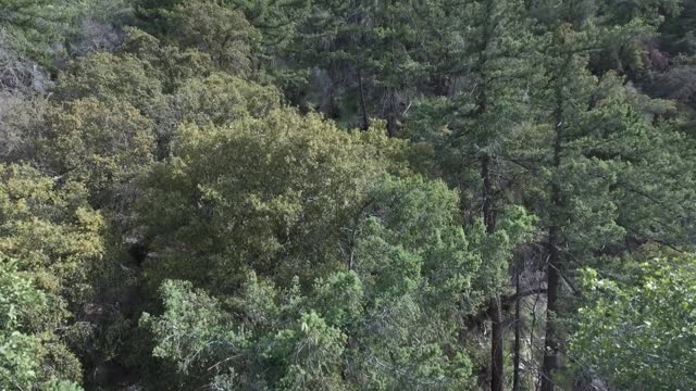 Tilt down aerial, scenic tree tops in forest landscape