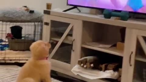 Dog watching a clip on tv