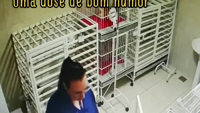 Mujer veterinaria baila a sus perros