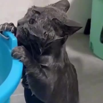 POOR LITTLE PUSSYCAT 🤣