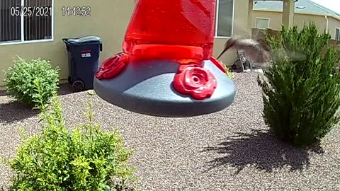 May 25, 2021 at 2:07 PM Hummy syncs with the rocking feeder