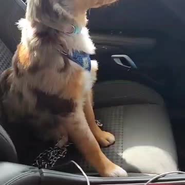 Cookie chronicles. Car wash