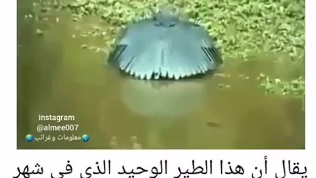 طائر غريب
