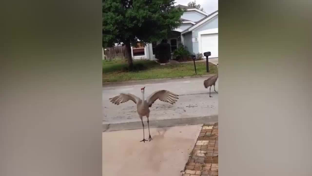 Dance Battle of Cranes