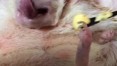hedgehog is eating some eggs