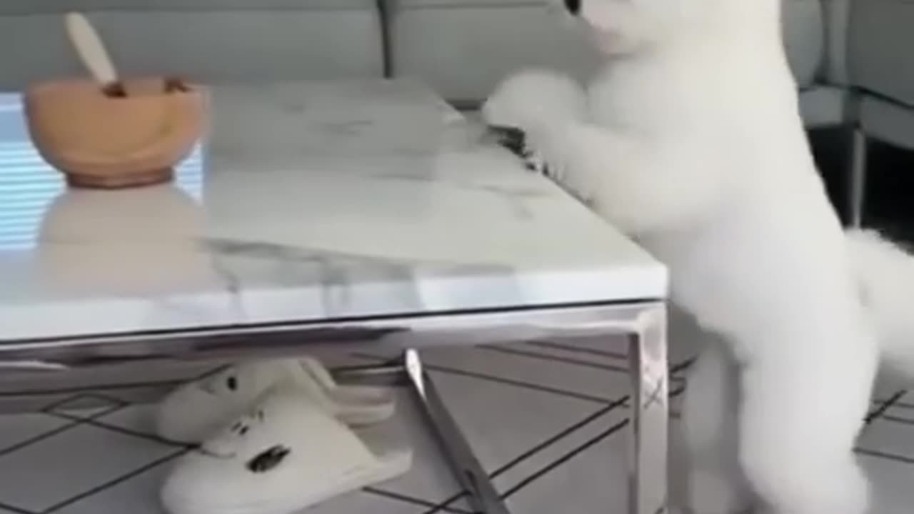 Funny animal🐮 playing most with comedy