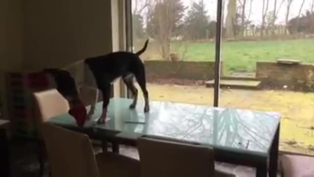 Tap dancing Doug the English Bull Terrier on a glass table