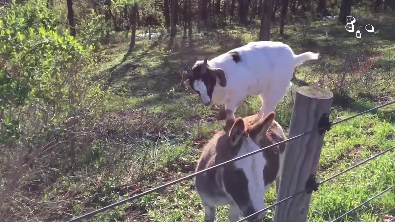 The FUNNIEST Farm Animals