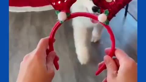 Merry Christmas | Cute Dogs | #Shorts #Short #Xmas #Dog