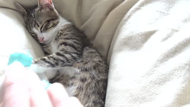 Massage for Little Purring Cat