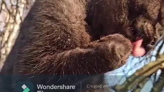A Cat Who Licks Its Paw Like Its Life Depends On It