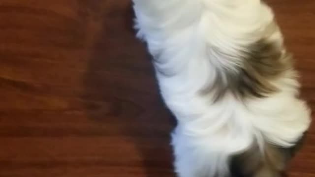 My little puppy