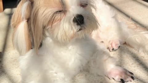 Emmy The Cute Sleepy Shih Tzu Sun Bathing on a Sunday Morning