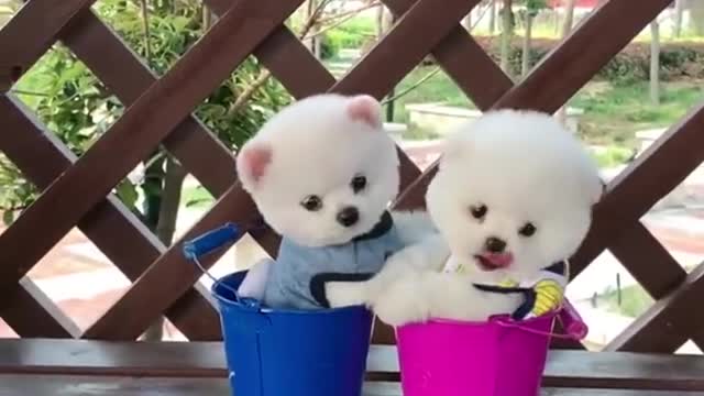 Lovely Baby Cat, Funny cats 😹 Cute and Funny Animals Compilation