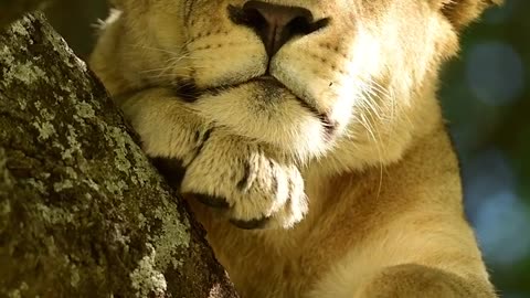Wildlife & Funs