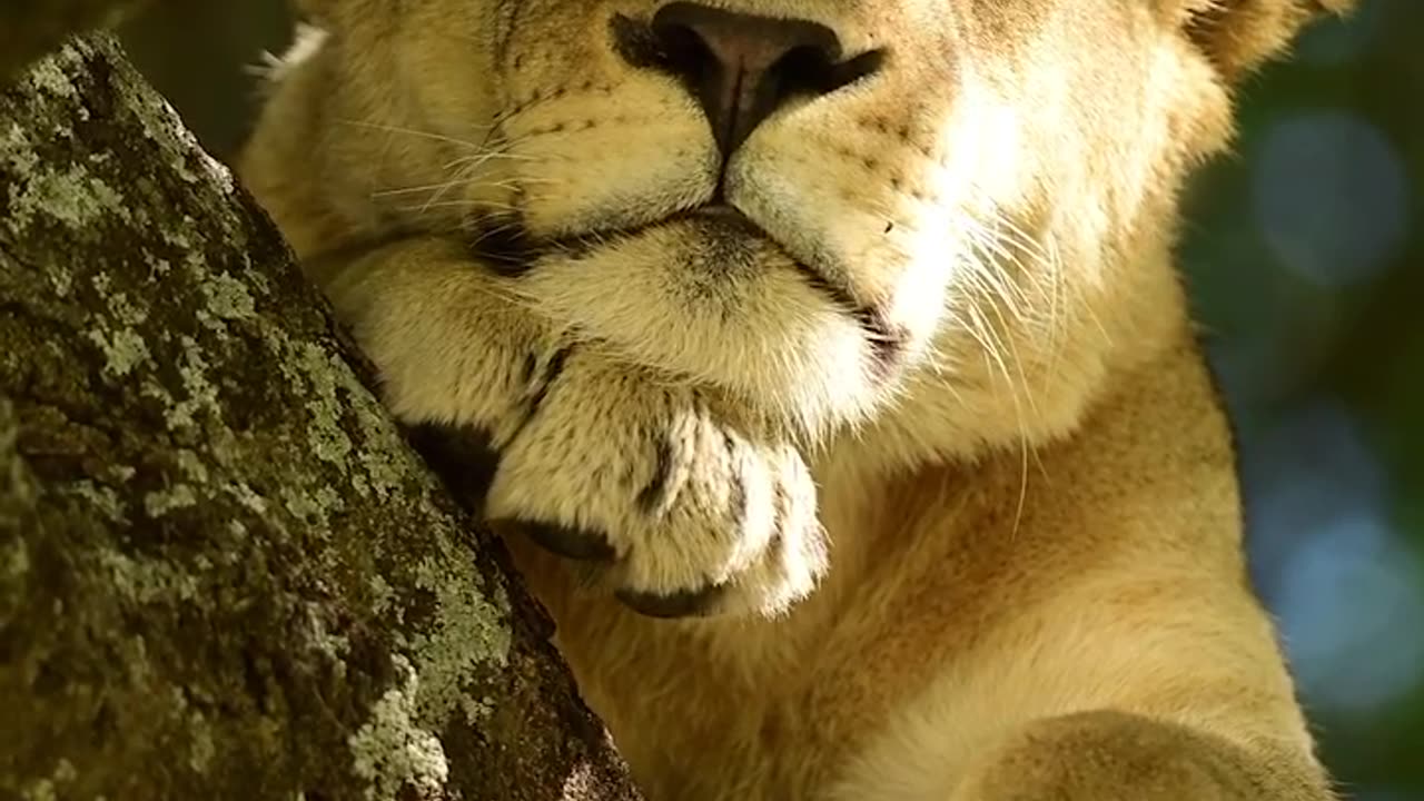 Wildlife & Funs