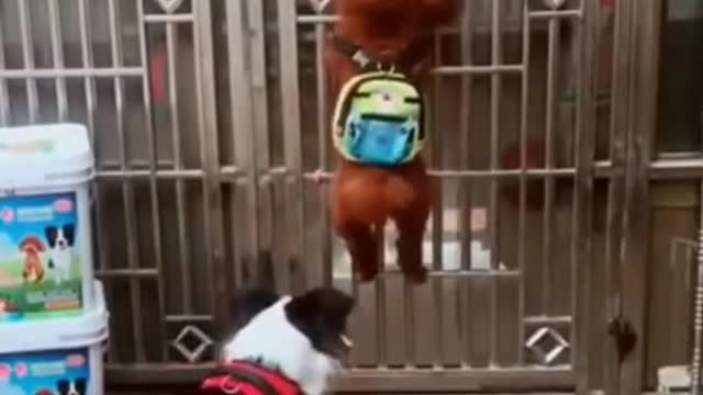 Best funny animal compilation will Brighten Your Day!!!