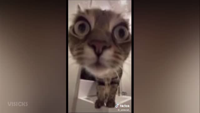 Cat being retarded