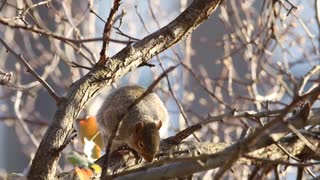 The squirrel outside the window