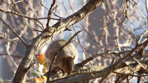 The squirrel outside the window