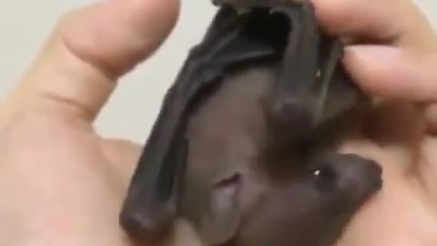 IS THIS BAT A PET?