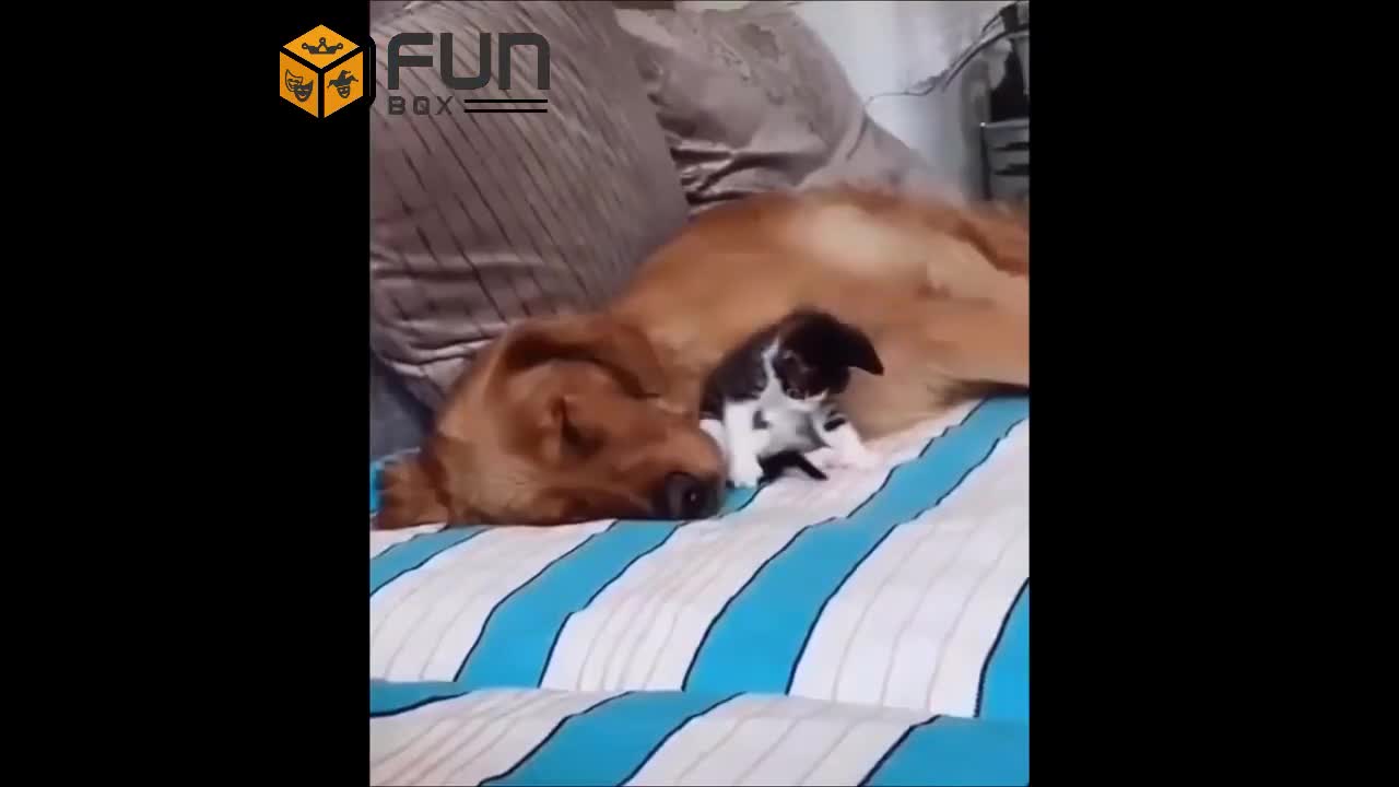Funny pets (cats&dogs) video compilations