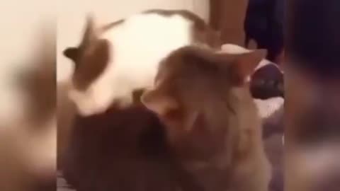 My Favourite Cat Video