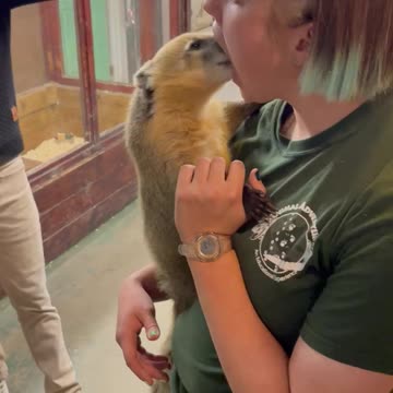 Animal Human Teeth Cleaning!