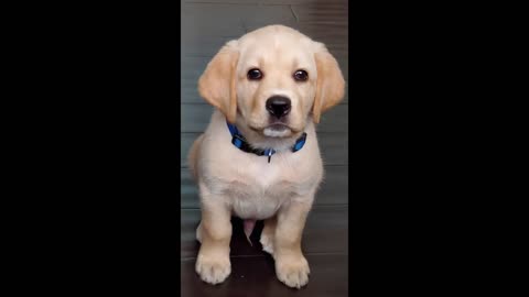 Labrador puppy being trained .